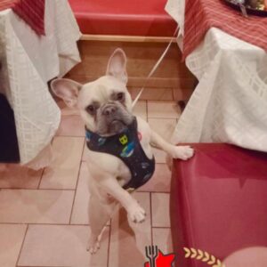 Petfriendly restaurant