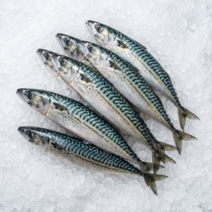 Mackerel fish