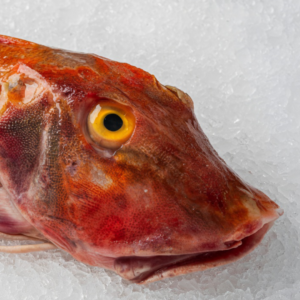 Peixe Ruivo Cabra