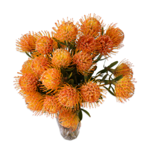 Protea