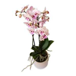 Planta de orquídea
