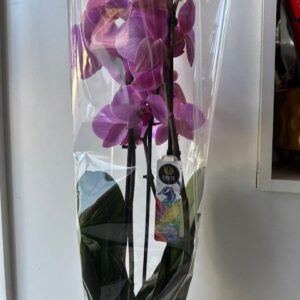 Orquídea para interior
