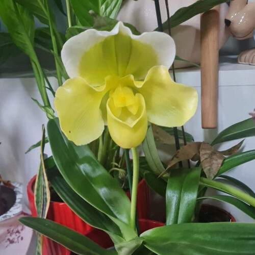 Orquídea Paphiopedilum Amarela