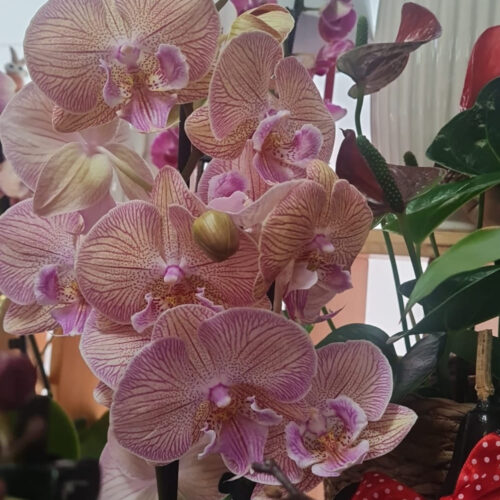 Orquídea Phalaenopsis (Orquídea-Borboleta)