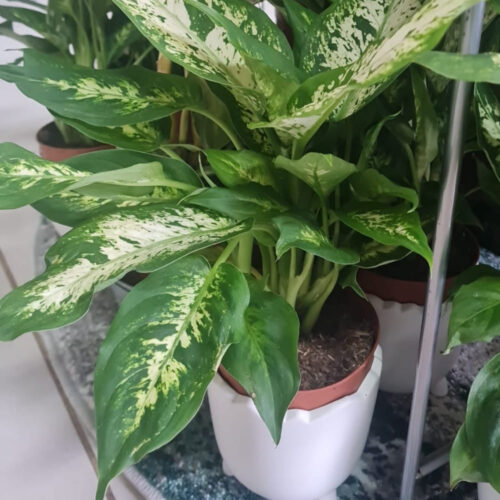 Planta Dieffenbachia em Vaso Decorativo