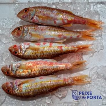 Salmonete (Mullus barbatus)