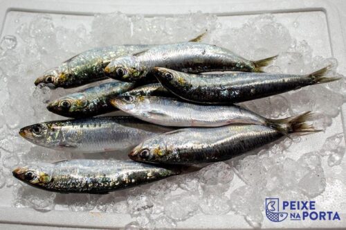 Sardinha (Sardina pilchardus)