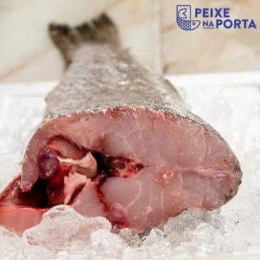 Corvina (Argyrosomus regius)
