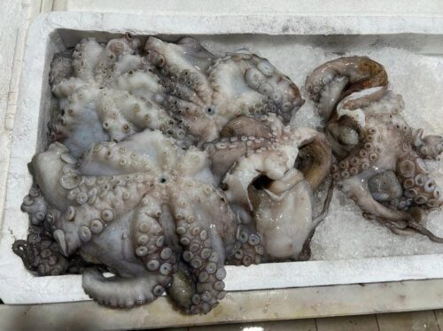 Polvo (Octopus vulgaris)