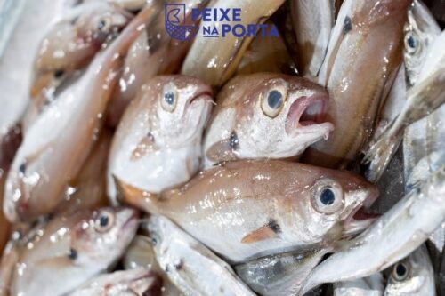 Faneca (Trisopterus luscus)