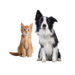 Animais de Estimação