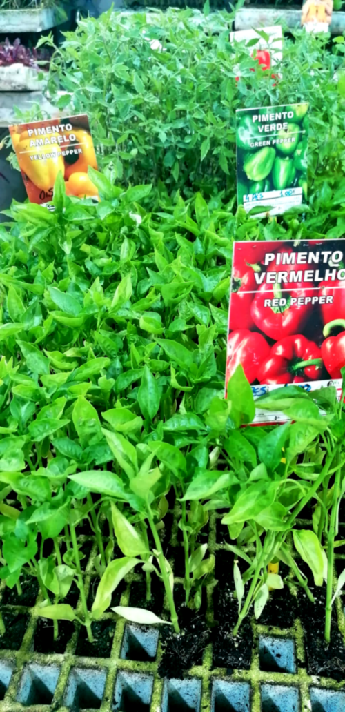 Pimento