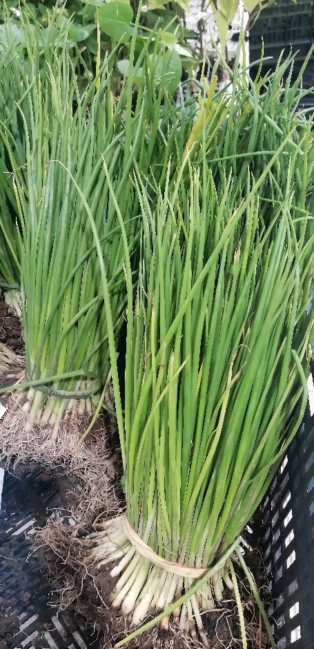 Cebolo
