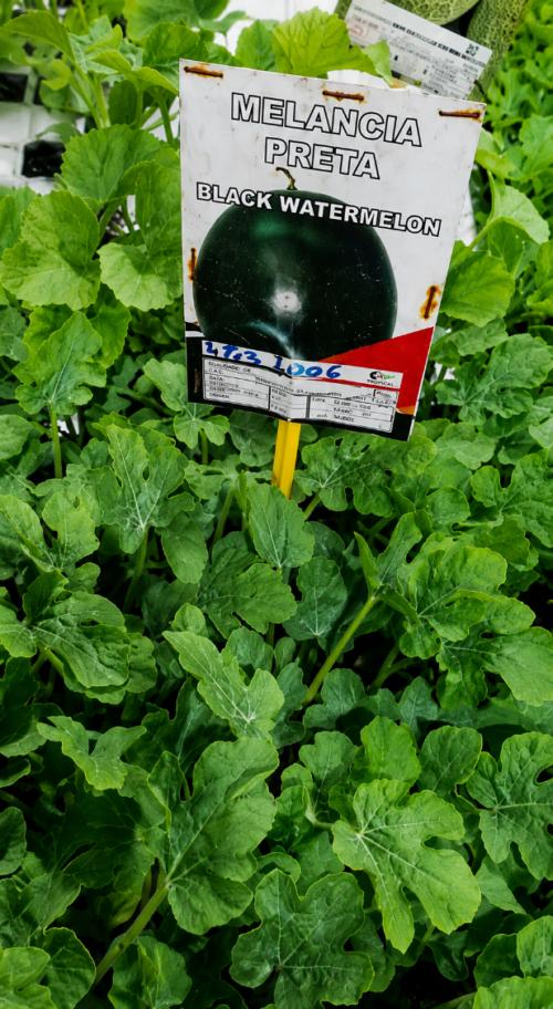 Melancias