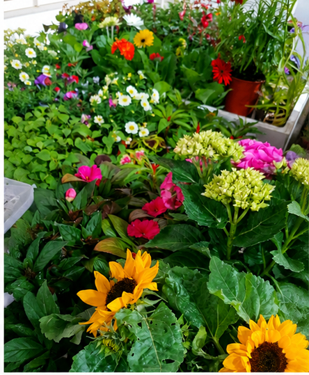 Flores