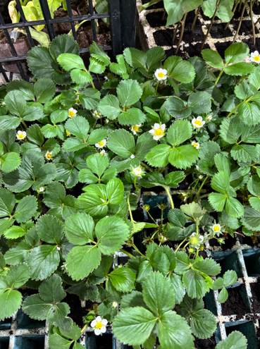 Plantas de Morangueiro em Flor