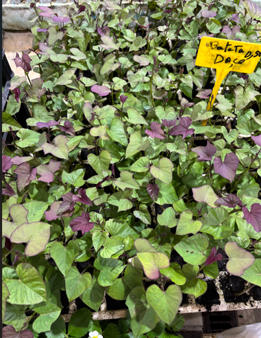 Plantas de Batata-Doce
