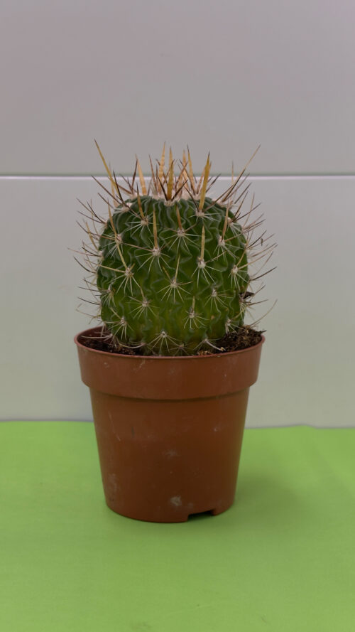 Cacto Médio — Planta de Sol para Exterior (Vaso M)