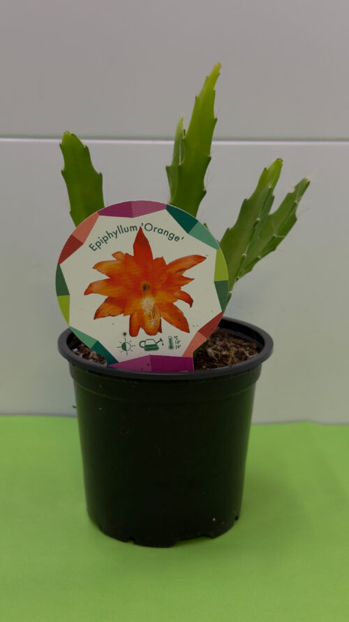 Epifilo Laranja — Cacto de Suspensão, Flor Laranja (Meio-Sol)