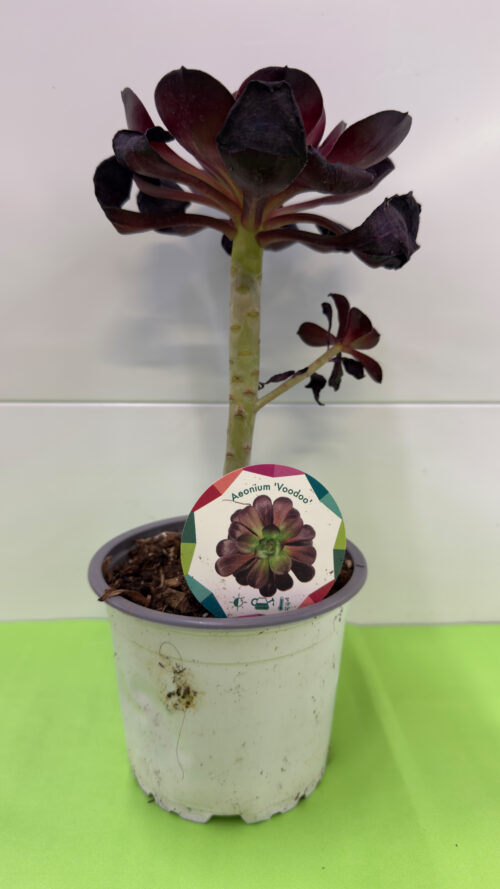 Aeonium Voodoo — Suculenta de Folhas Escuras (Meio-Sol)