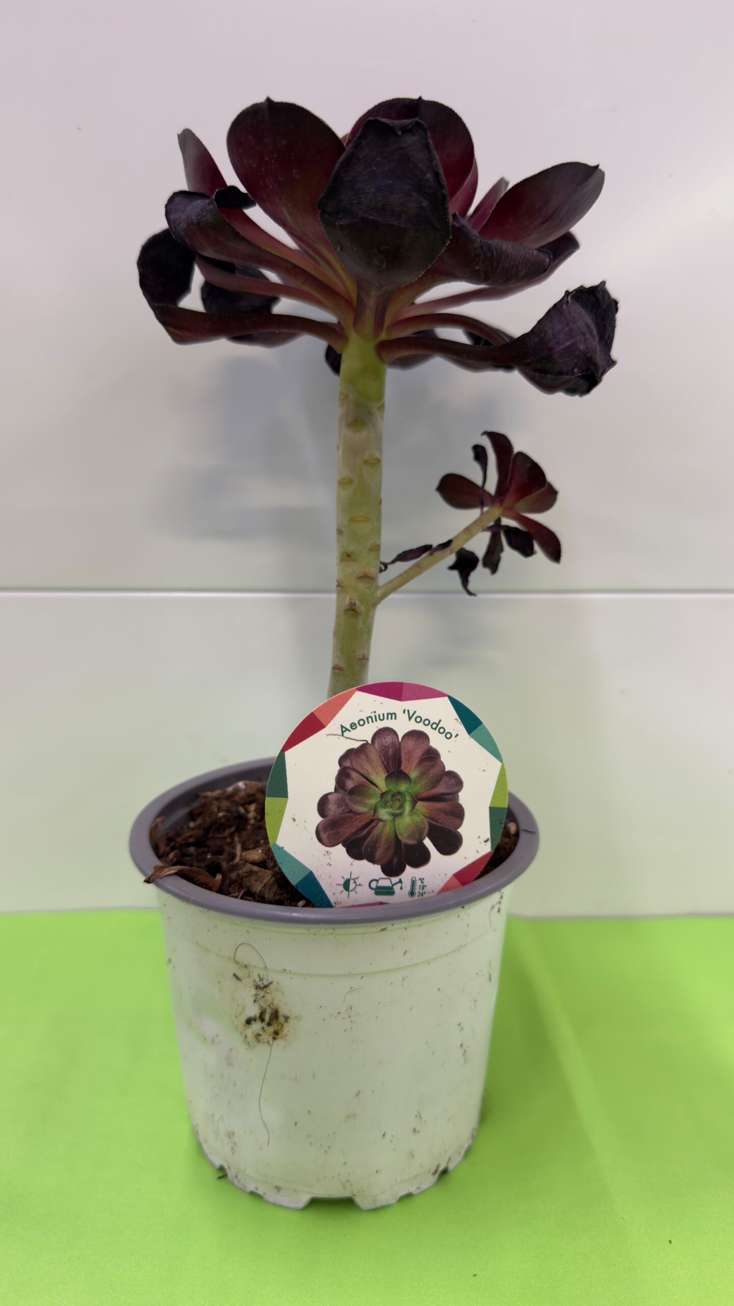 Aeonium Voodoo — Suculenta de Folhas Escuras (Meio-Sol)