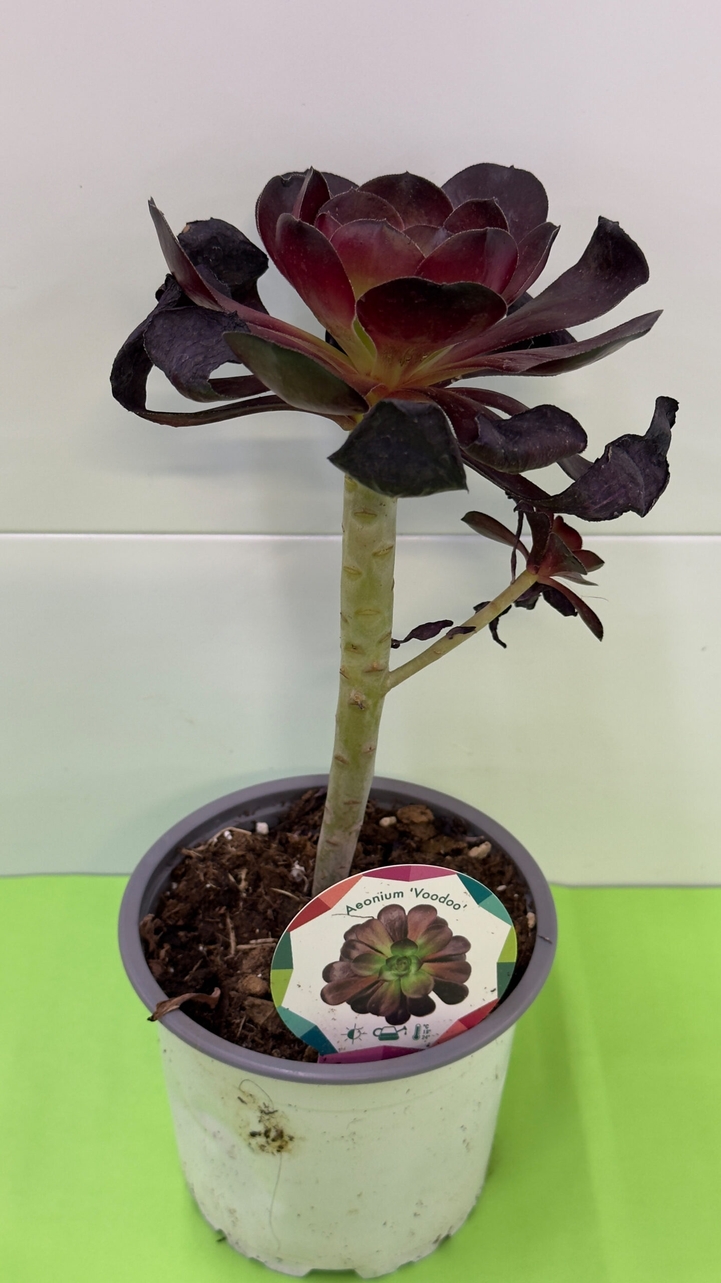 Aeonium Voodoo — Suculenta de Folhas Escuras (Meio-Sol) - Image 2