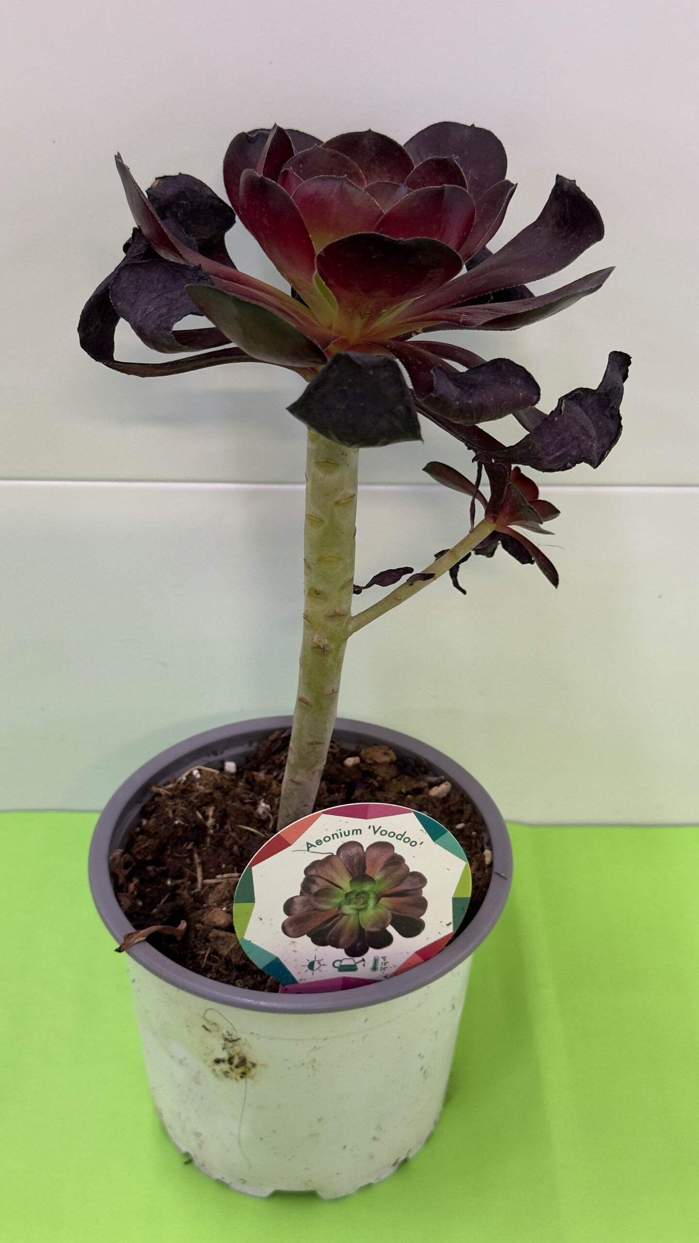 Aeonium Voodoo — Suculenta de Folhas Escuras (Meio-Sol) - Image 3