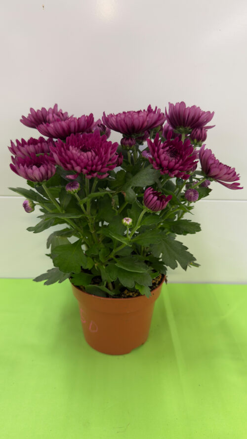Grizândio Roxo — Planta de Sol, Flor de Corte para Arranjos