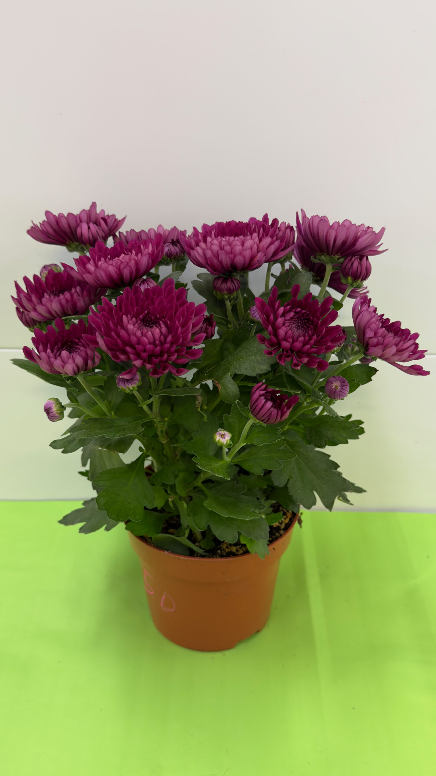 Grizândio Roxo — Planta de Sol, Flor de Corte para Arranjos - Image 2