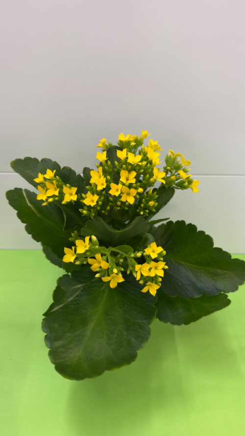 Kalanchoe — Suculenta Florida para Interior e Exterior (Meio-Sol)