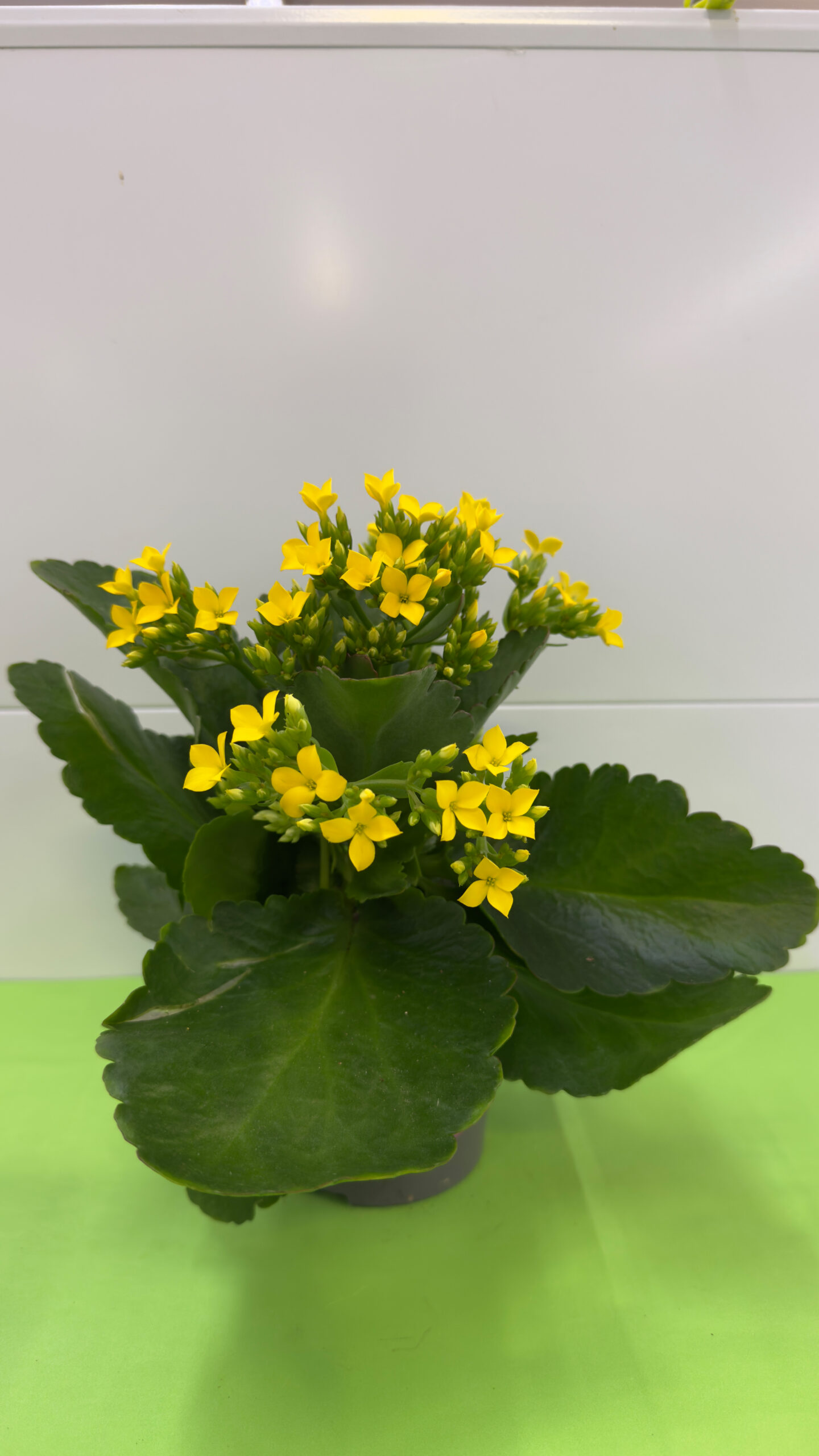 Kalanchoe — Suculenta Florida para Interior e Exterior (Meio-Sol) - Image 2