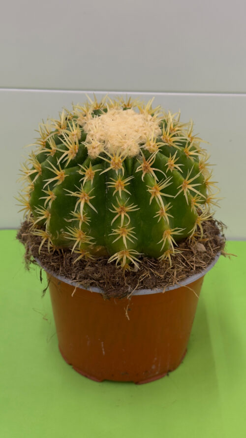 Cacto Almofada-de-Sogra — Planta de Sol, Interior e Exterior