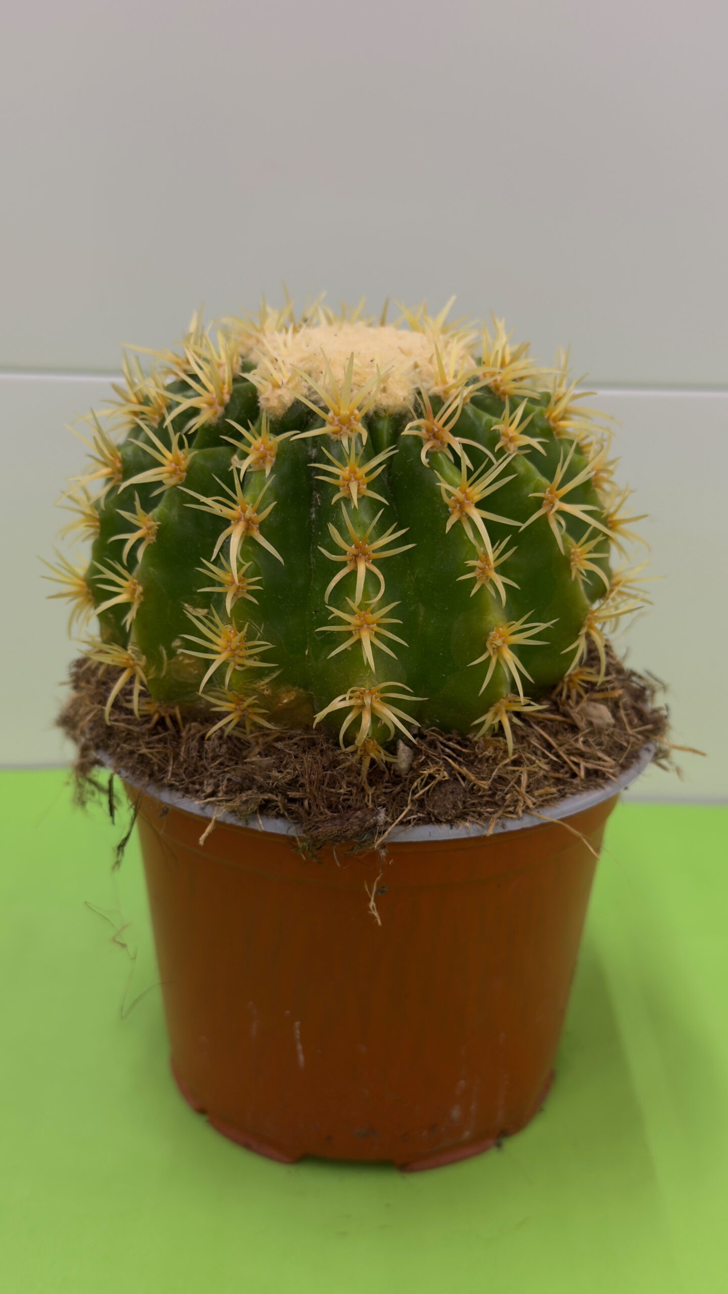 Cacto Almofada-de-Sogra — Planta de Sol, Interior e Exterior - Image 2