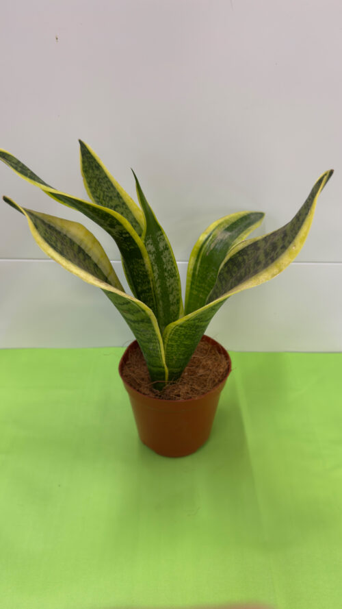 Espada-de-São-Jorge (Sansevieria) — Planta de Interior e Exterior