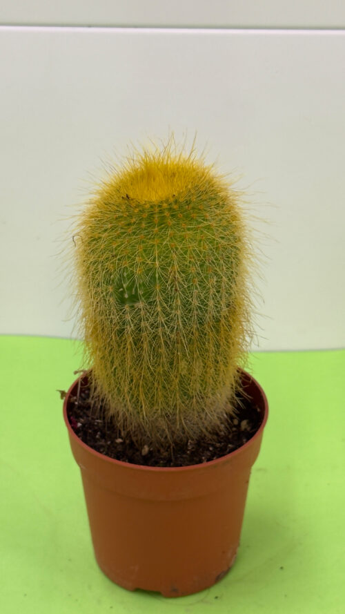 Cacto Médio — Planta Suculenta de Sol e Exterior