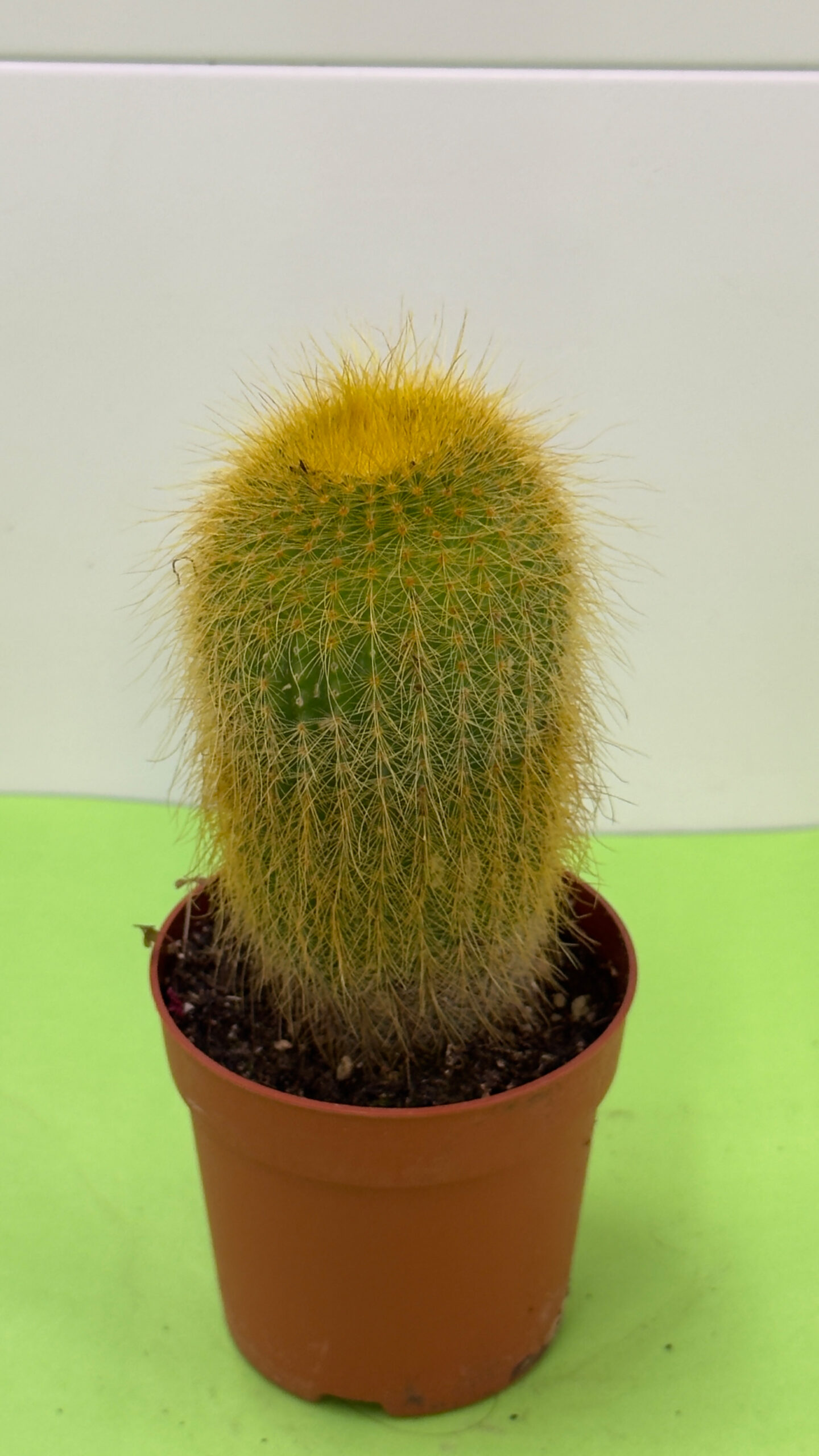 Cacto Médio — Planta Suculenta de Sol e Exterior