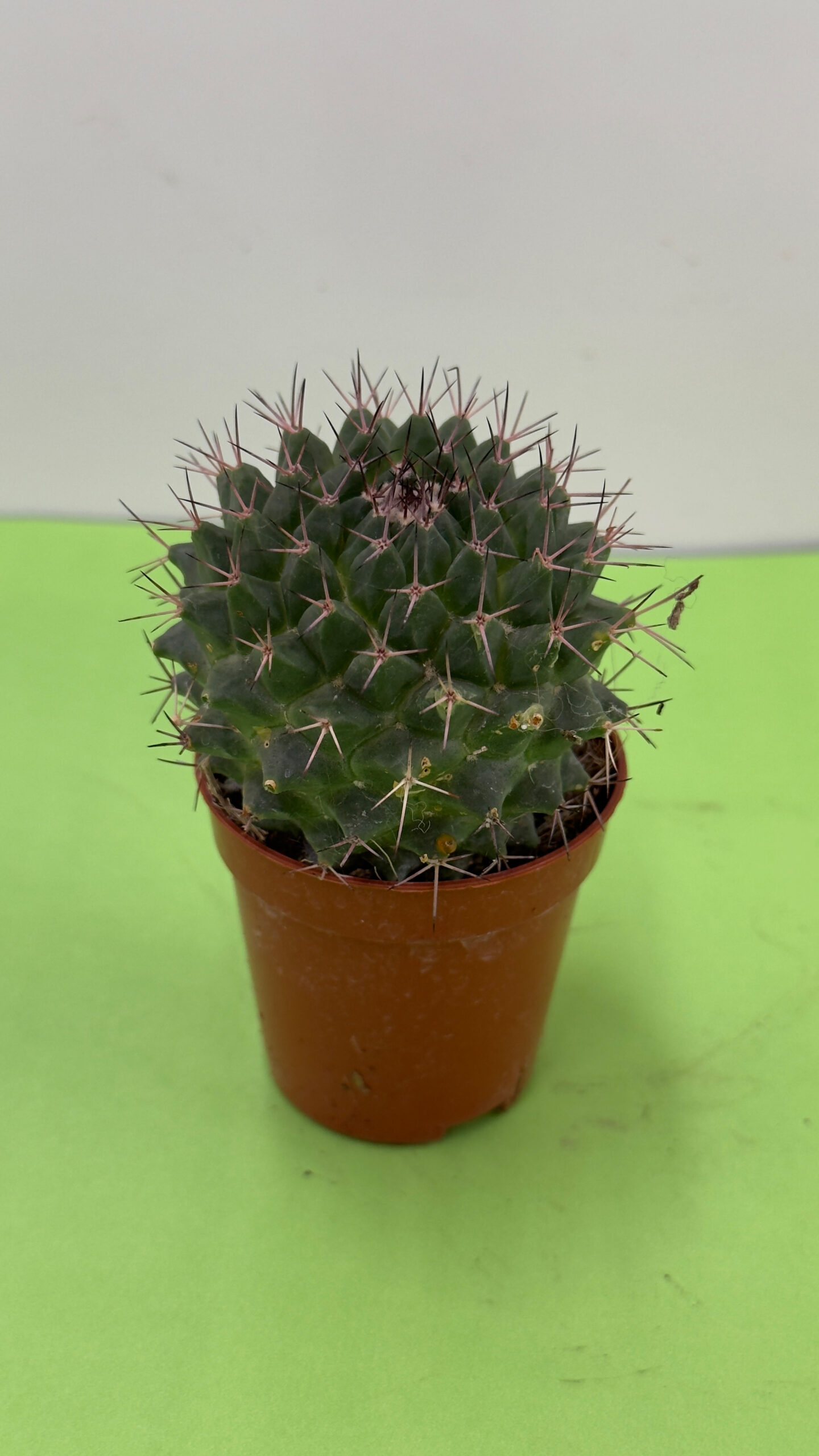 Cacto Pequeno — Vaso P, Planta de Sol para Exterior
