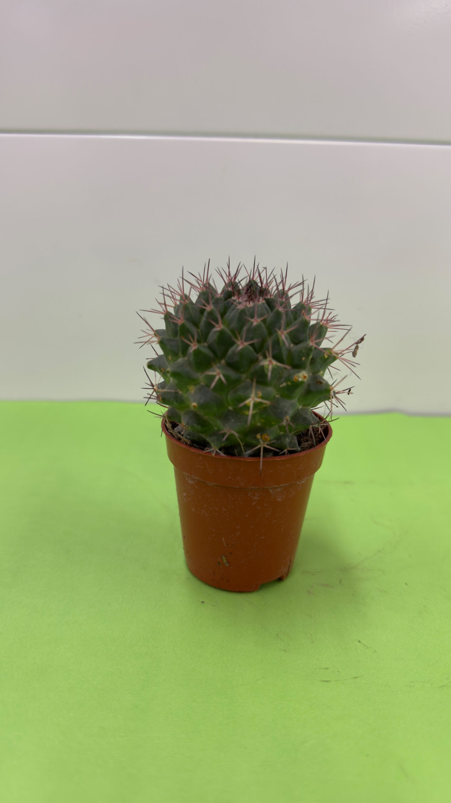Cacto Pequeno — Vaso P, Planta de Sol para Exterior - Image 2