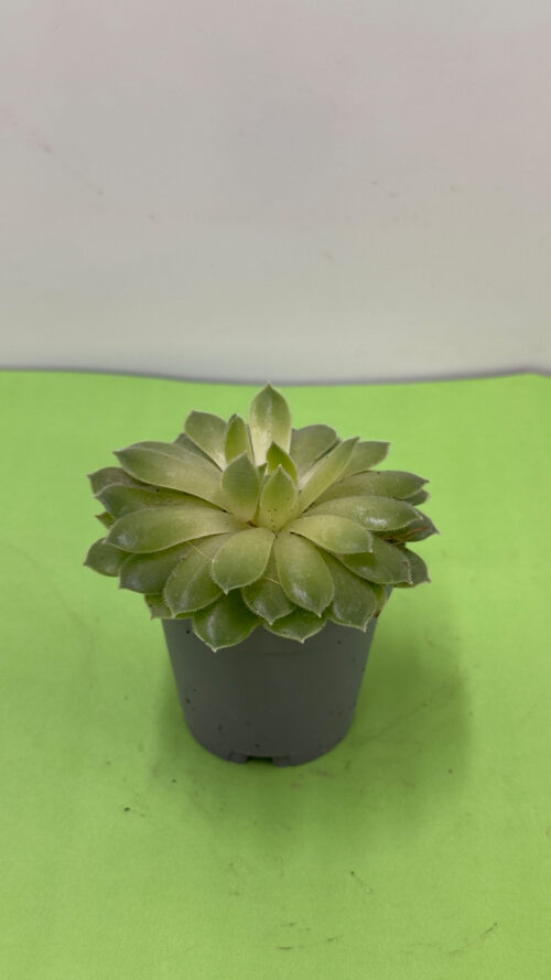 Sempre-Viva (Sempervivum) — Suculenta Rústica de Sol e Exterior