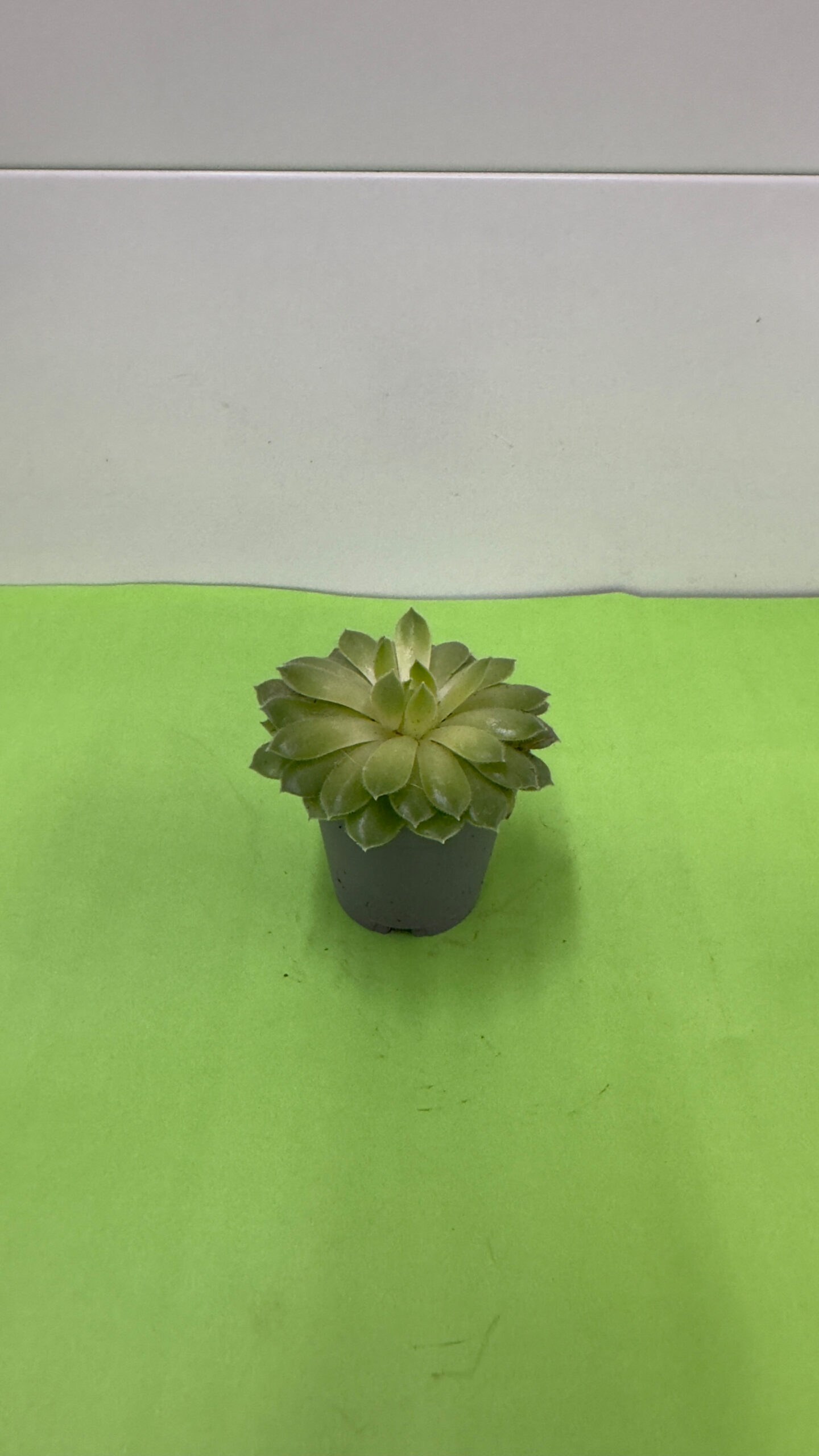 Sempre-Viva (Sempervivum) — Suculenta Rústica de Sol e Exterior - Image 2