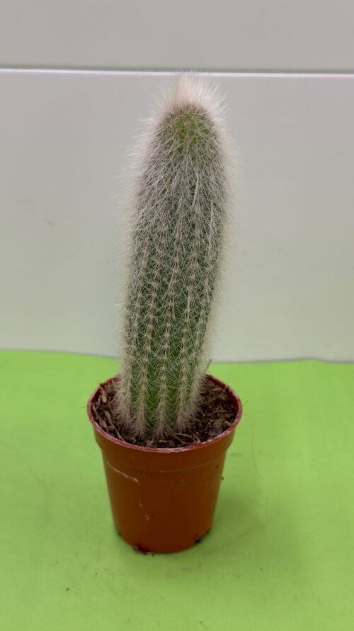 Cacto Pequeno — Planta Resistente de Sol (Vaso P)
