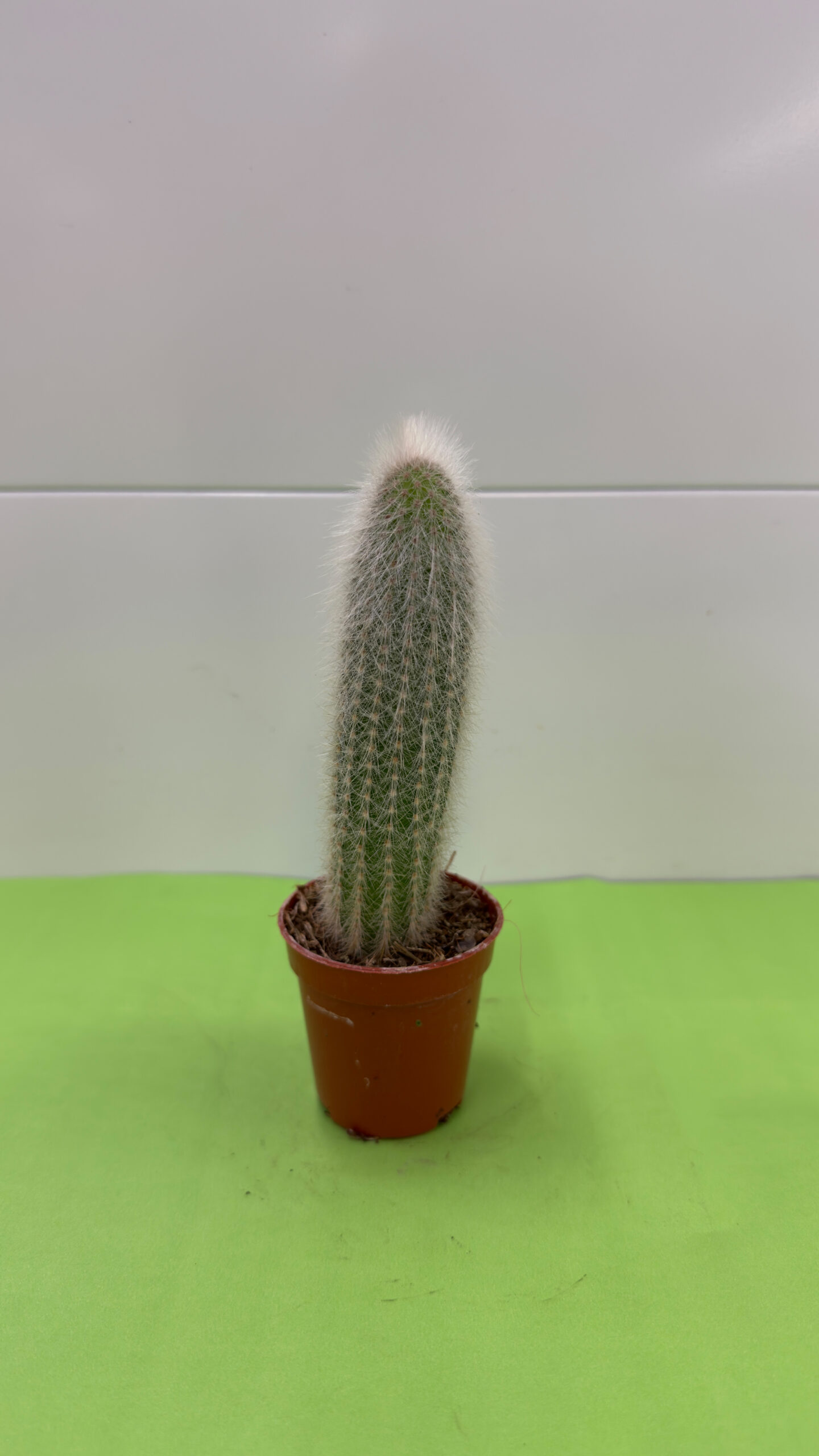Cacto Pequeno — Planta Resistente de Sol (Vaso P) - Image 2