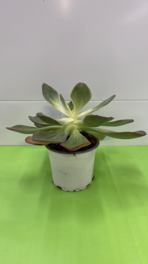 Echeveria — Suculenta em Roseta para Exterior (Meio-Sol)