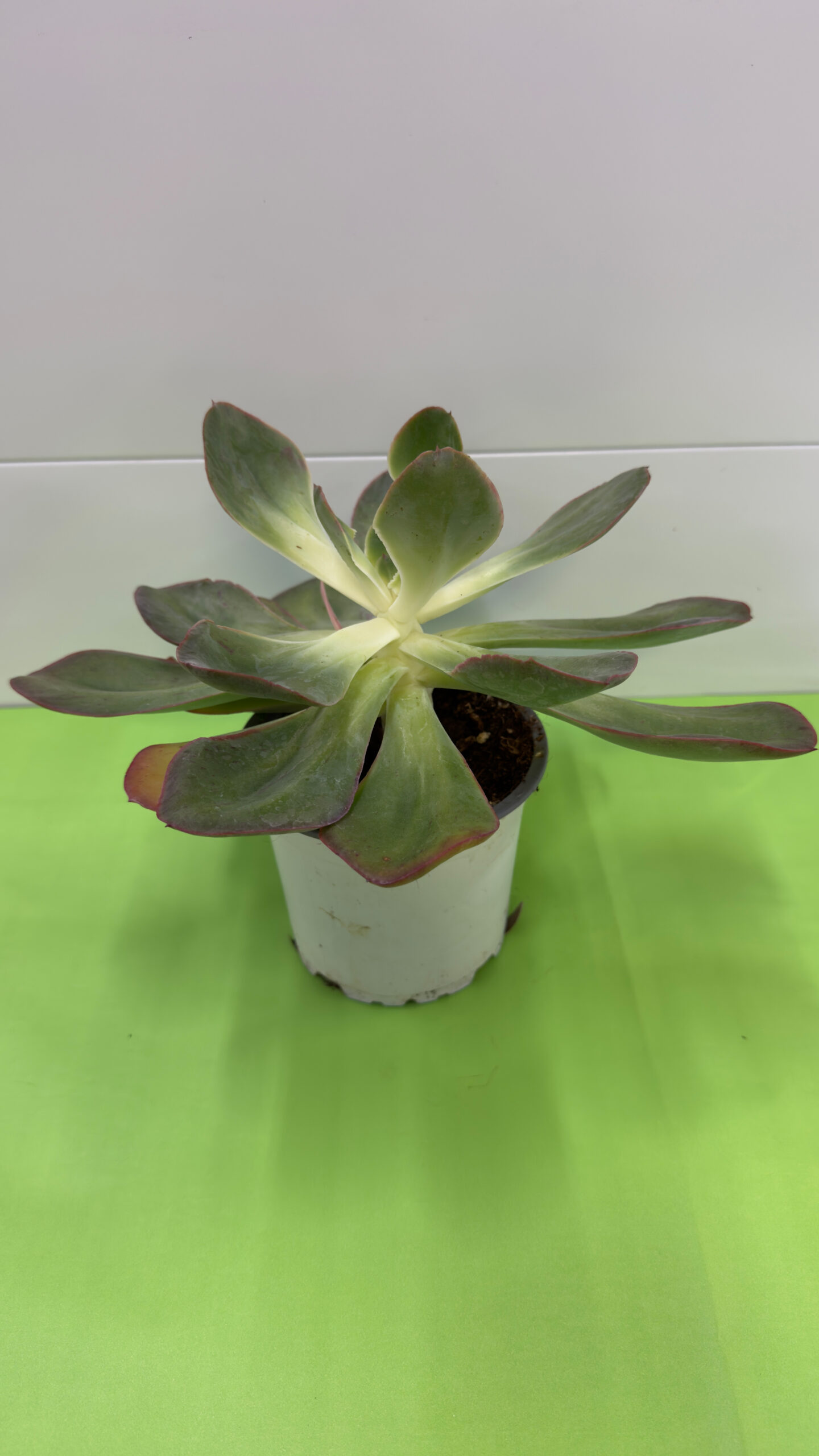 Echeveria — Suculenta em Roseta para Exterior (Meio-Sol) - Image 2