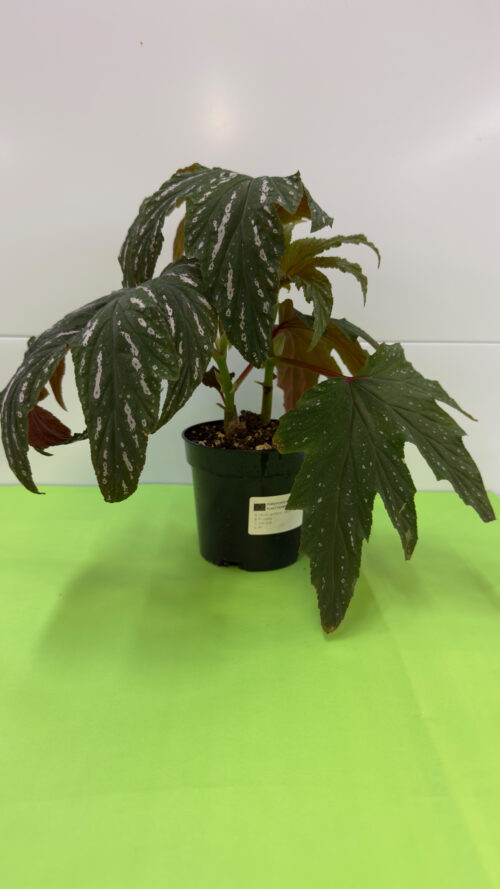 Begónia Asa de Anjo — Planta de Sombra para Exterior