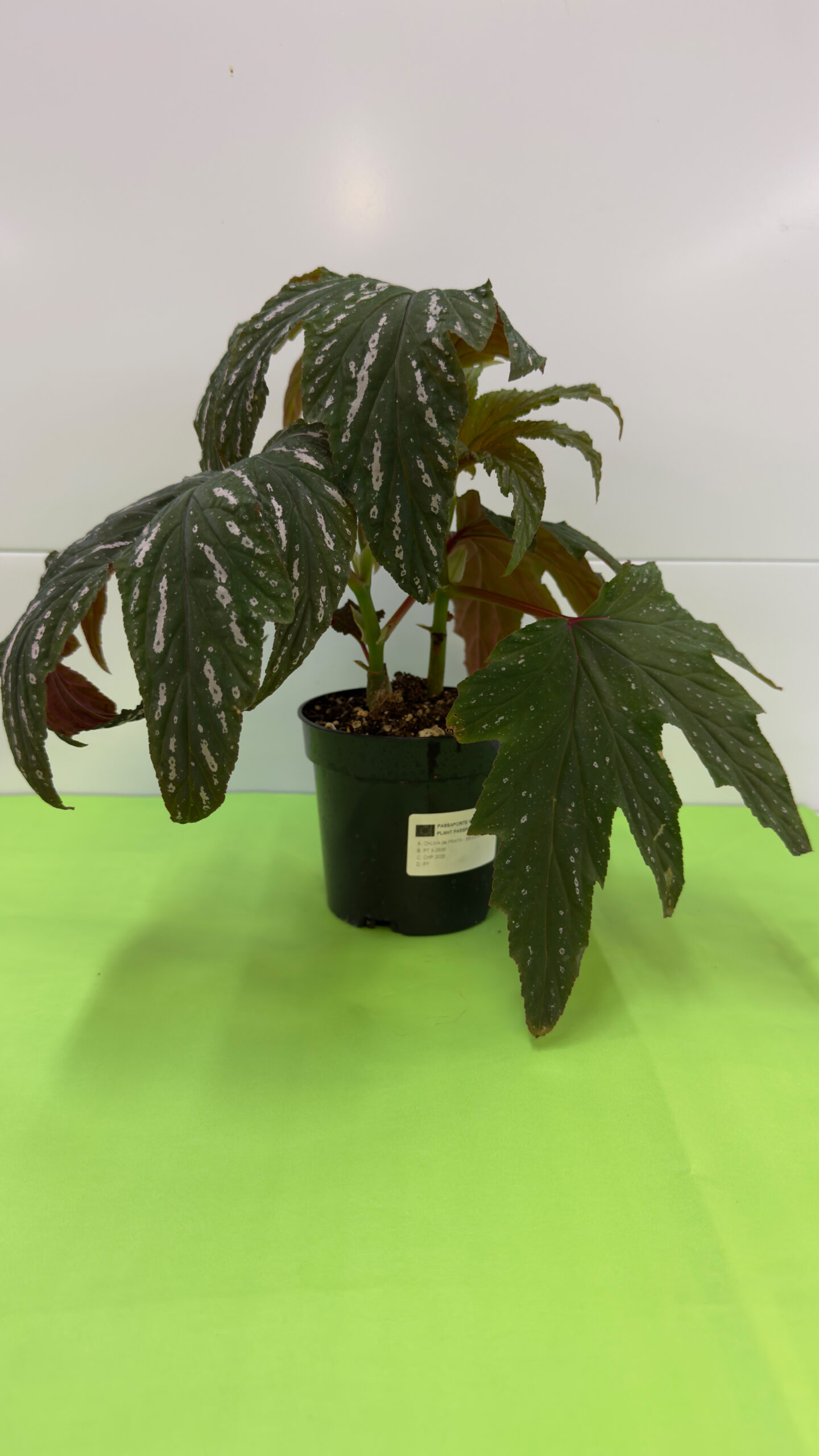Begónia Asa de Anjo — Planta de Sombra para Exterior