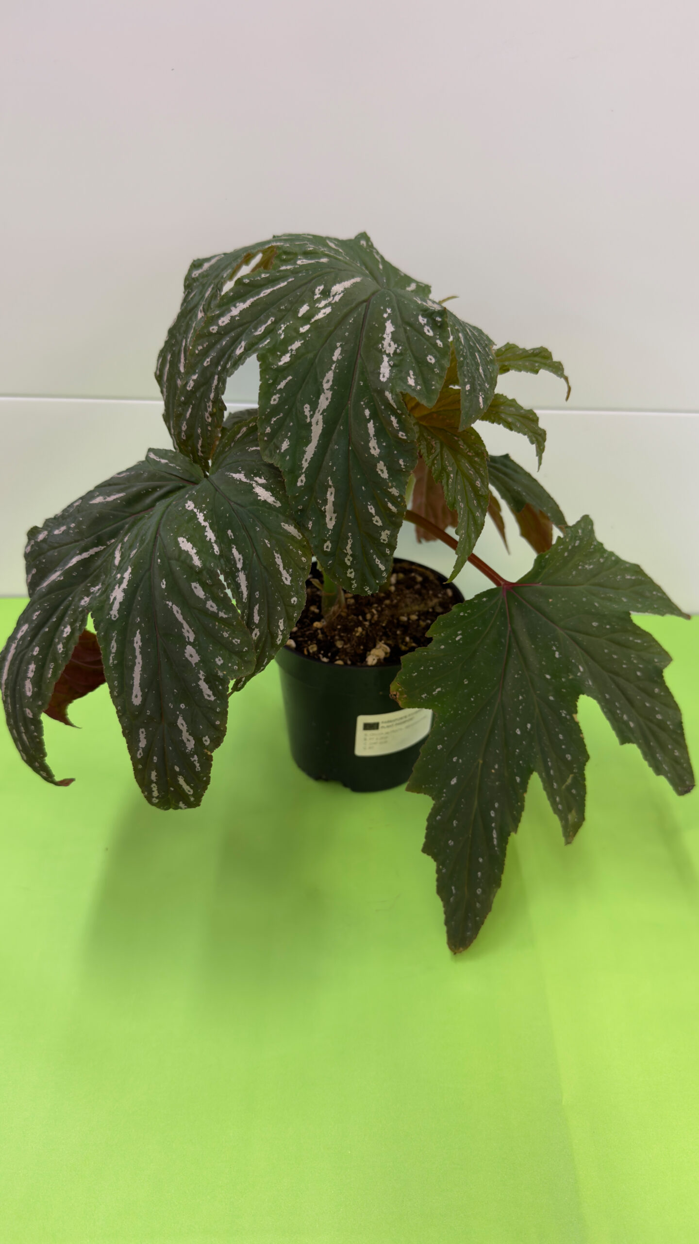 Begónia Asa de Anjo — Planta de Sombra para Exterior - Image 2