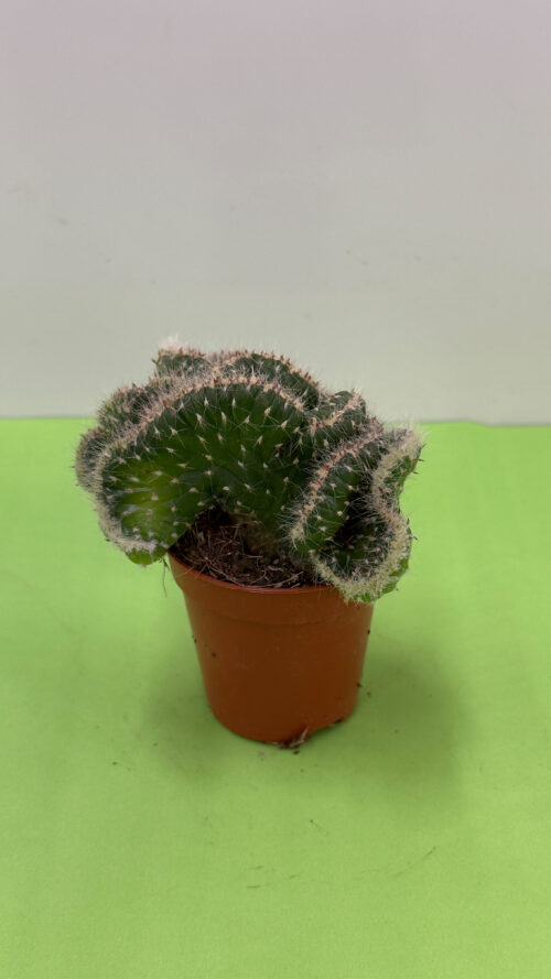 Cacto Cristata — Forma Crestada, Planta de Sol e Exterior