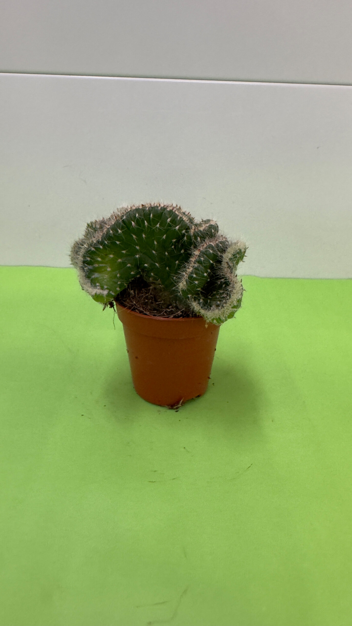 Cacto Cristata — Forma Crestada, Planta de Sol e Exterior - Image 2