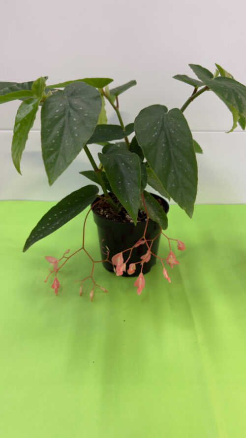 Begónia Chuva de Prata — Planta de Sombra para Exterior
